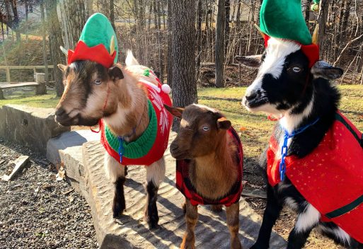 Holiday Goat Parage