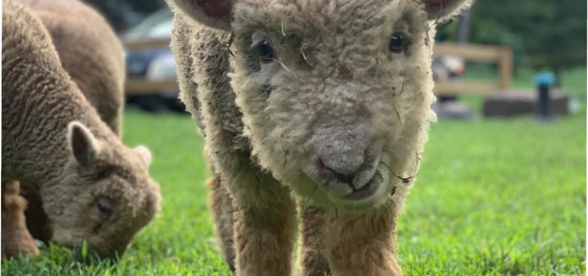 "family friendly activities in the Catskills"