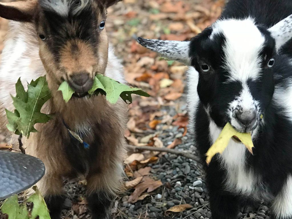 Farm Friends at A Tiny House Resort