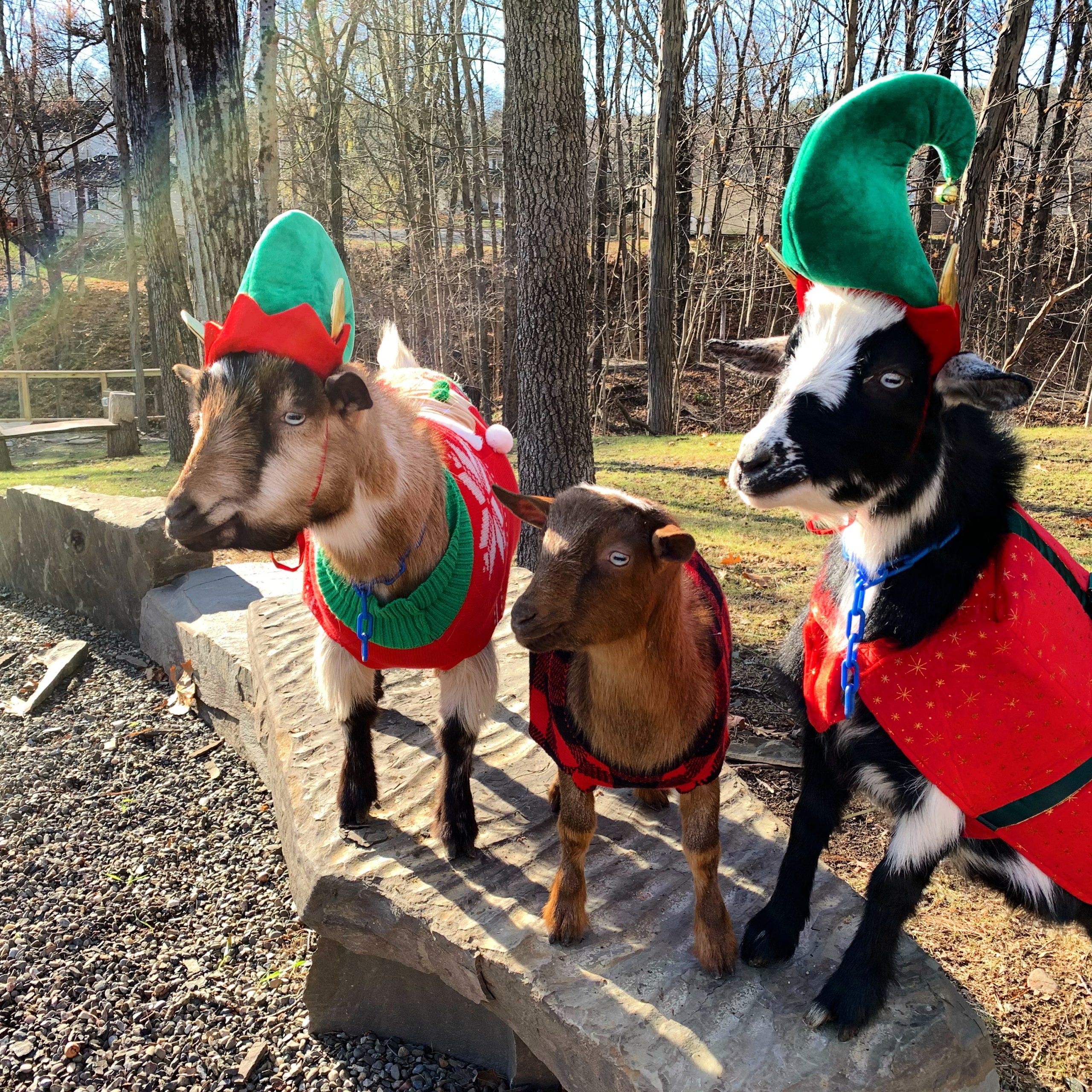 Holiday Goat Parage