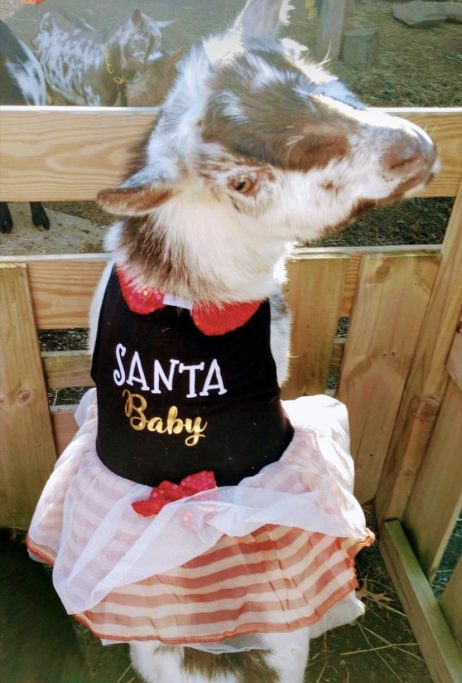 goats in holiday customs