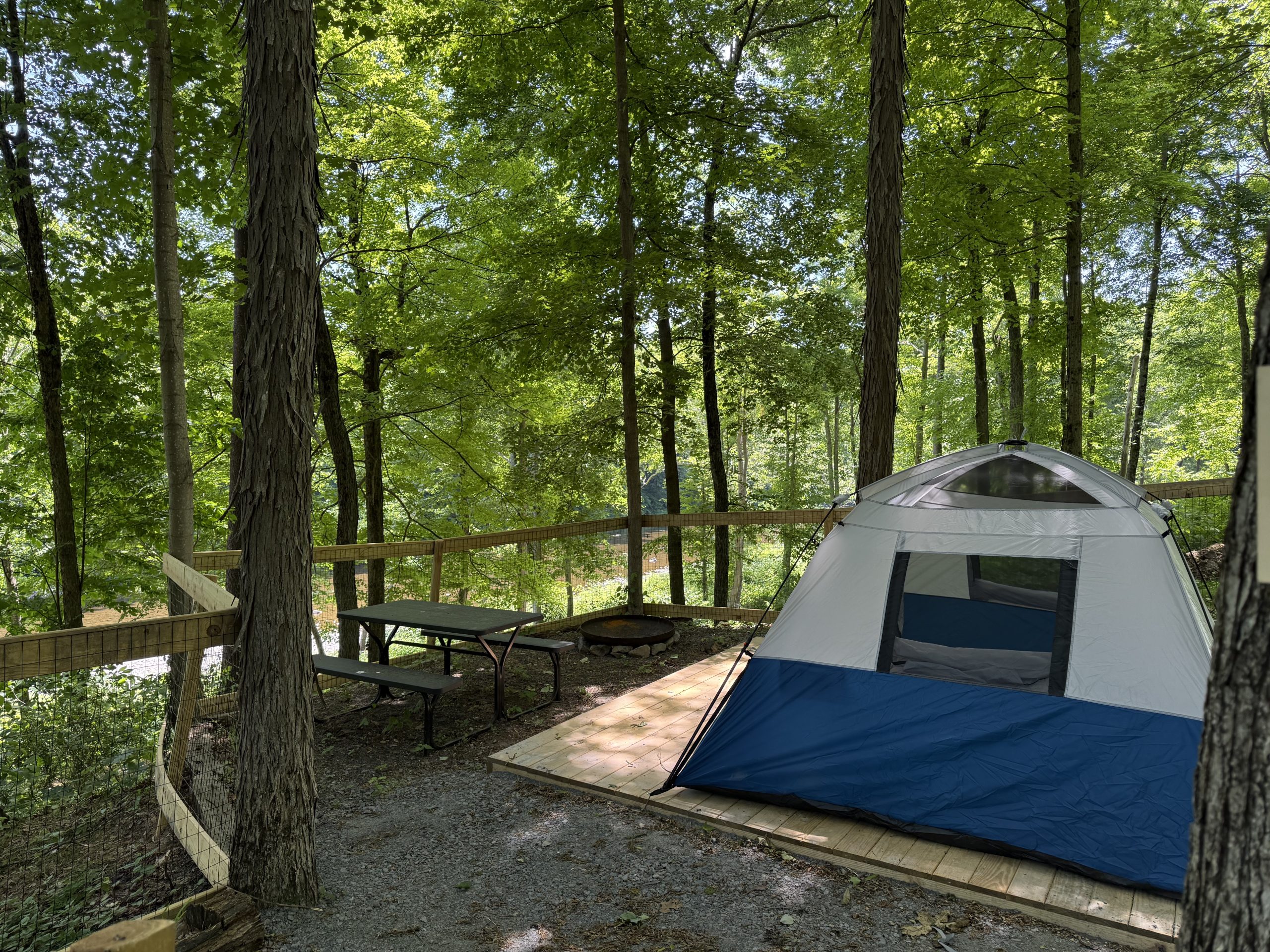 Forest campsite with a blue and gray tent on a wooden deck, surrounded by tall trees and a fenced area.