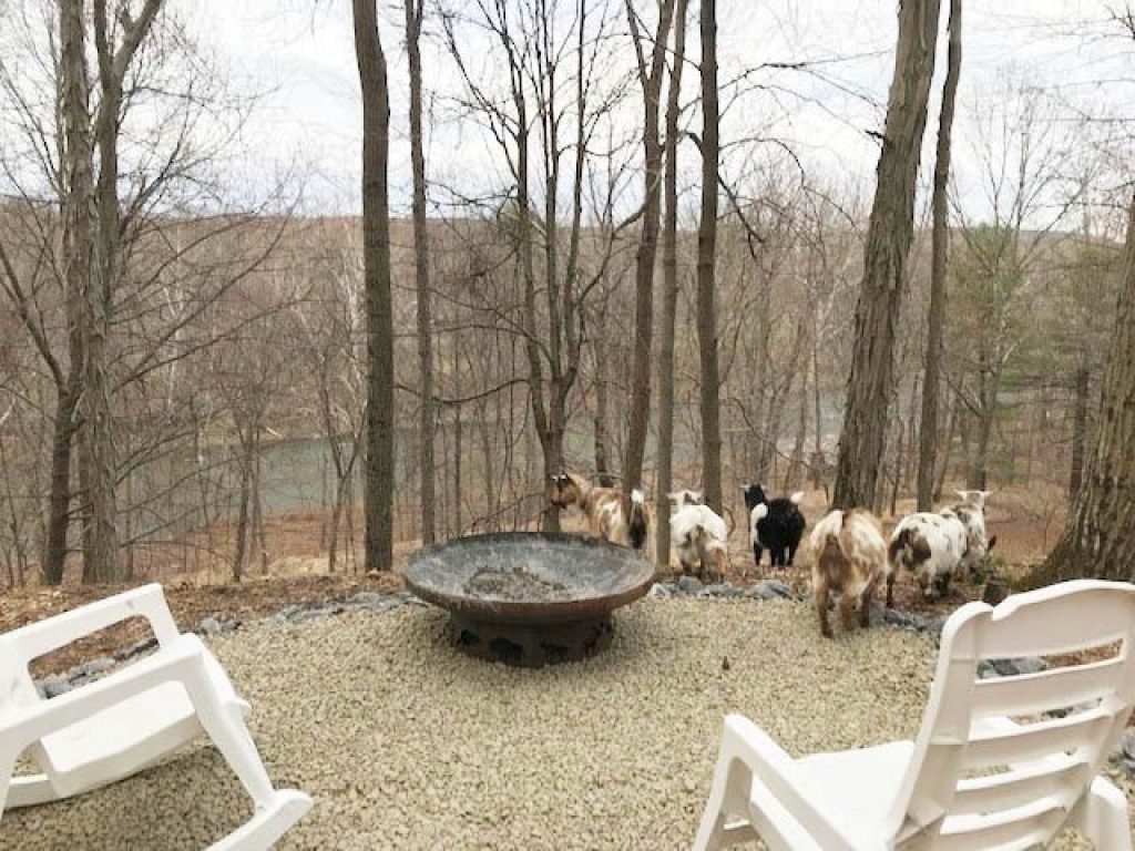 Goats at The Green Bean